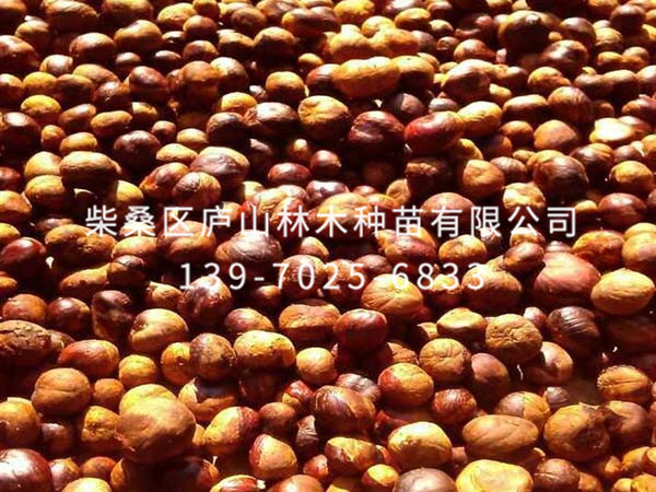 红花七叶树种子