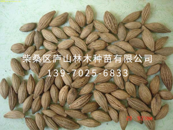 红花月桂种子