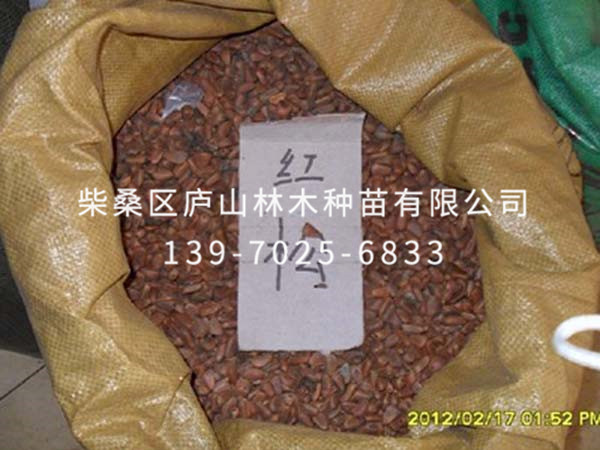 红松种子