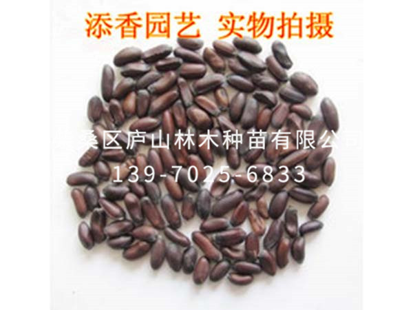 红叶三角梅种子