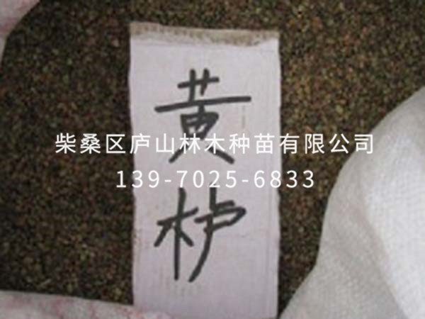 红叶黄炉种子