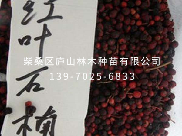 红叶石楠种子