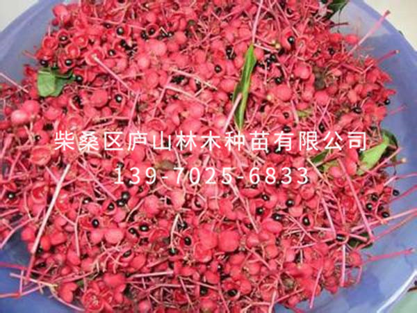 红叶椿种子