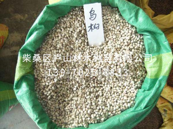 红叶乌桕种子