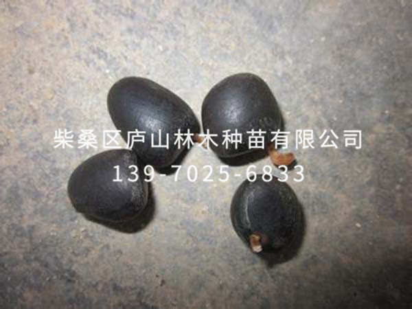 猴樟种子