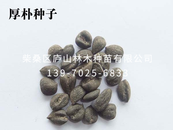 厚朴种子