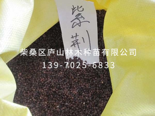 红叶紫荆种子