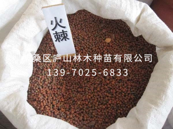 火棘种子