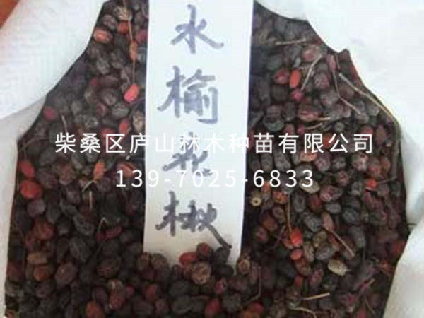 江南花楸种子