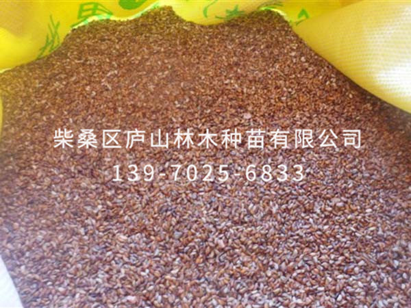 黄山花楸种子