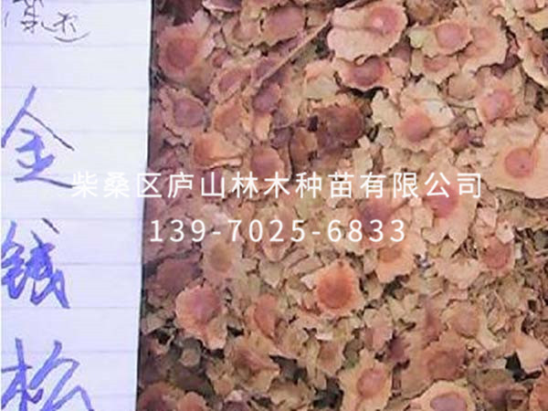 金钱松种子