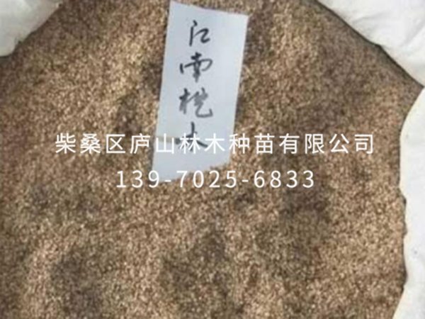 江南恺木种子