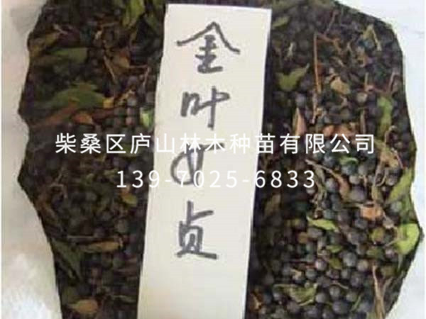 金叶女贞种子