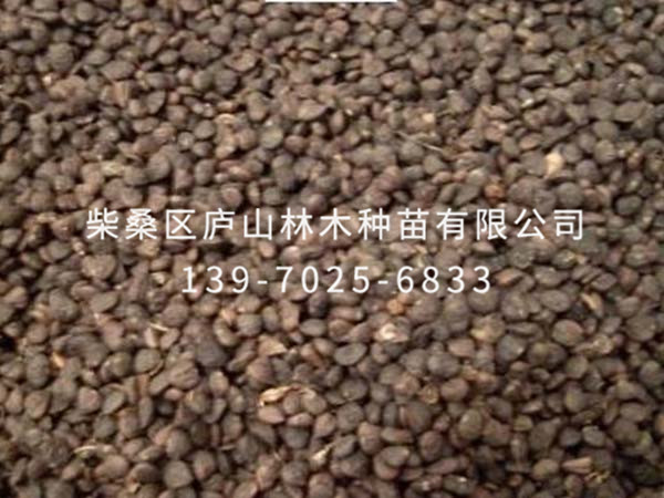 金叶含笑种子