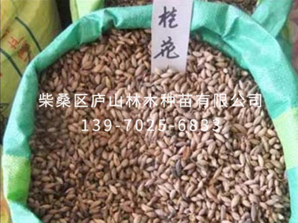 金桂种子