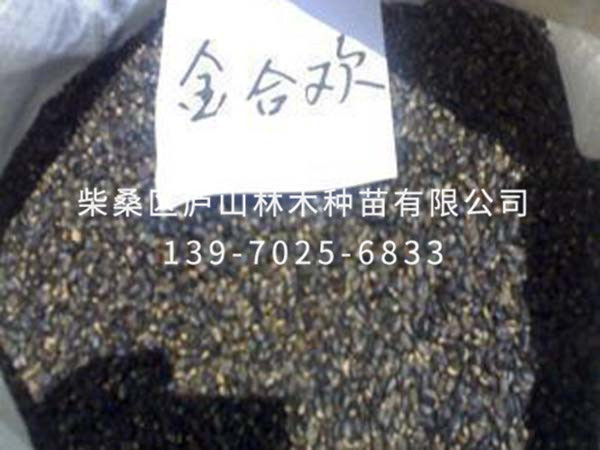 金合欢种子