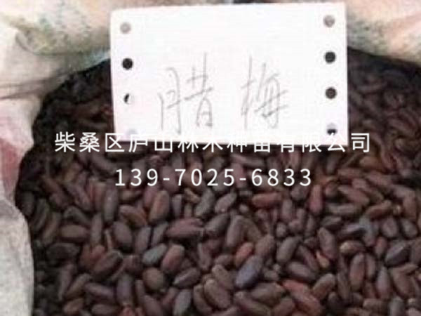 腊梅种子