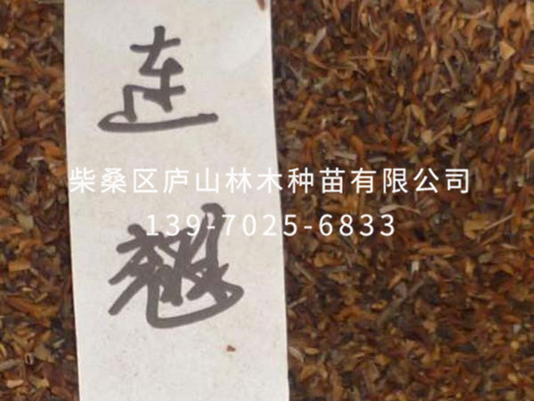 连翘种子