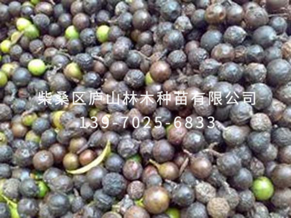 椤木石楠种子