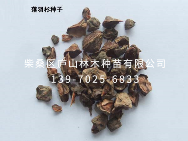 落羽衫种子