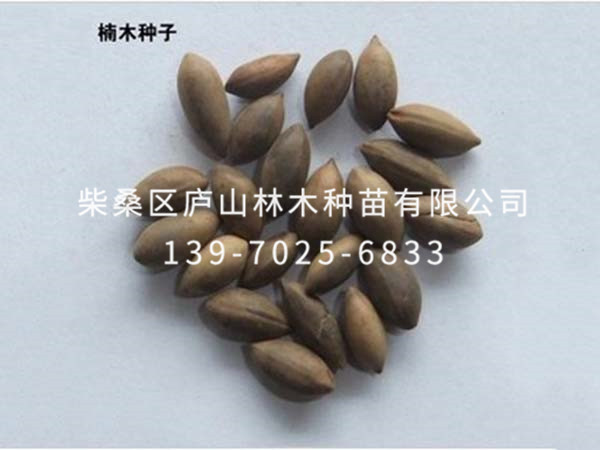 楠木种子