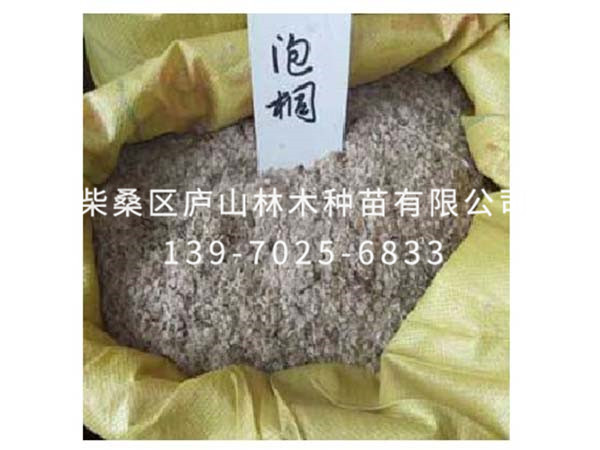 泡桐种子