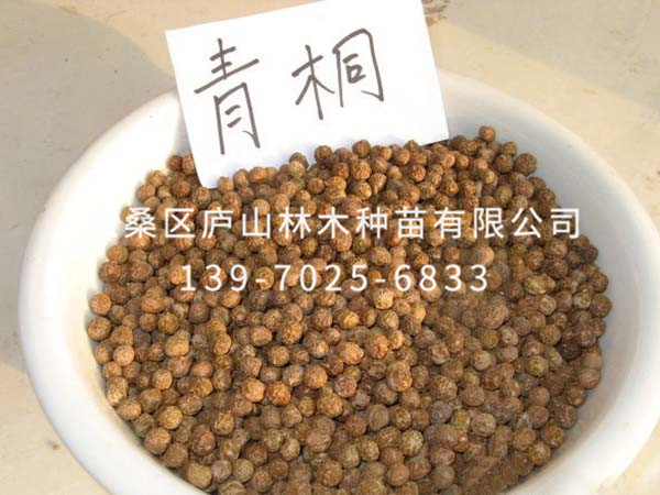 青桐种子