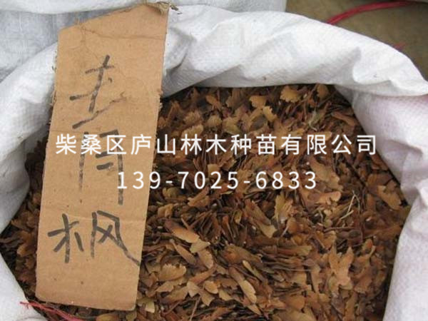 青枫种子
