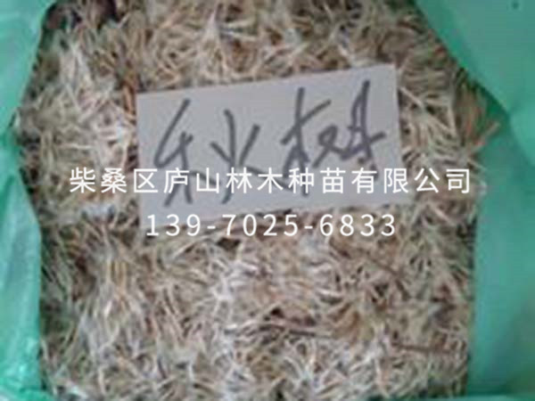 楸树种子