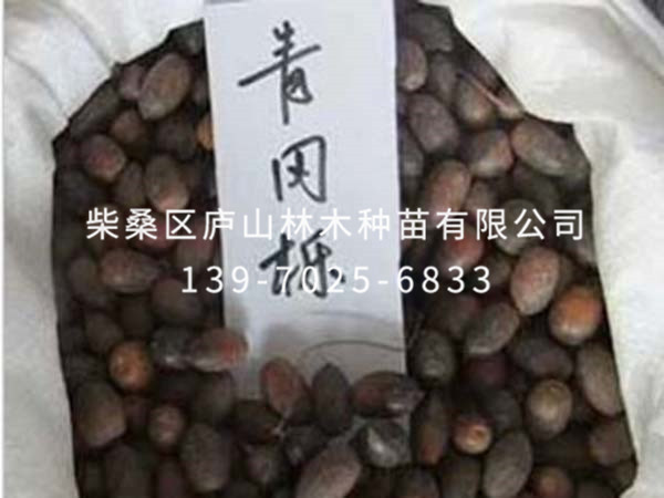 青冈栎种子