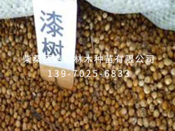 漆树种子
