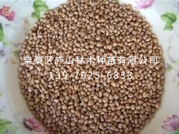 日本四照花种子