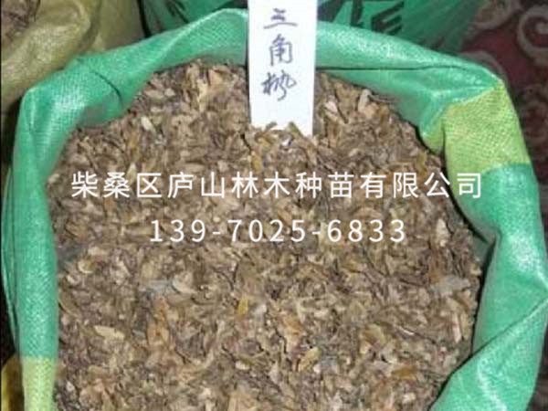 三角枫种子