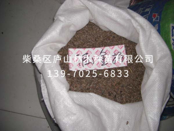 洒金柏种子
