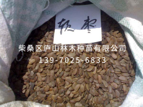 软枣种子