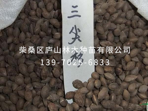 三尖杉种子