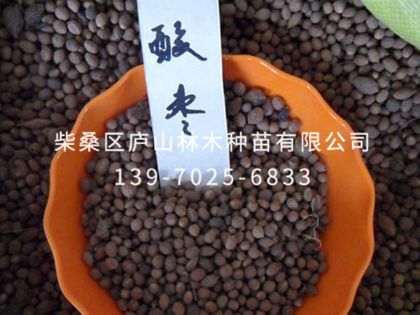 酸枣种子
