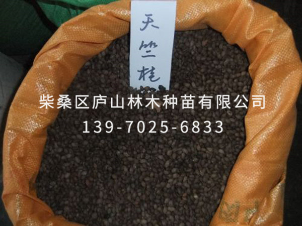 天竺桂种子