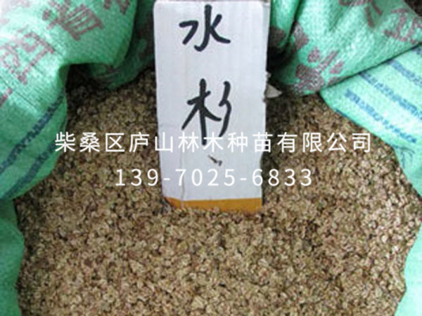 水杉种子