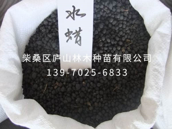 水蜡种子
