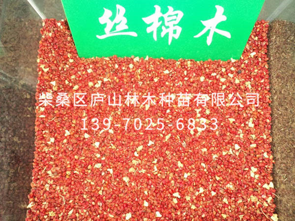 丝棉木种子