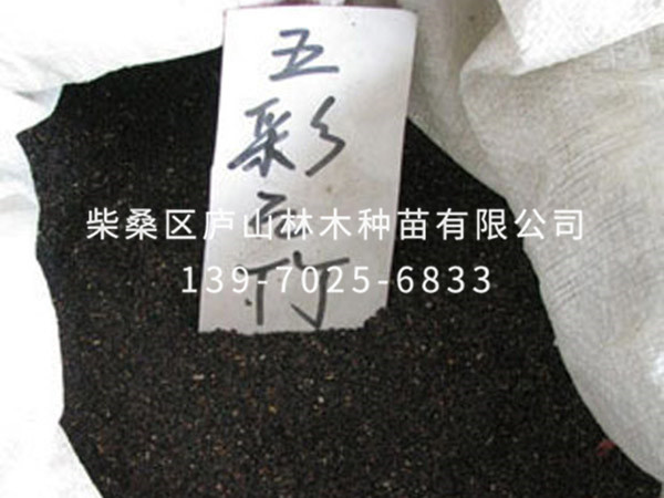五彩石竹种子