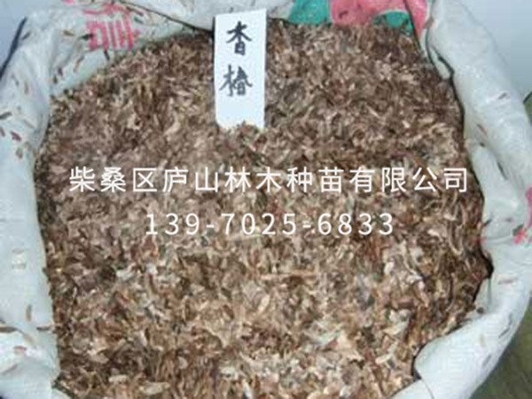 香椿种子