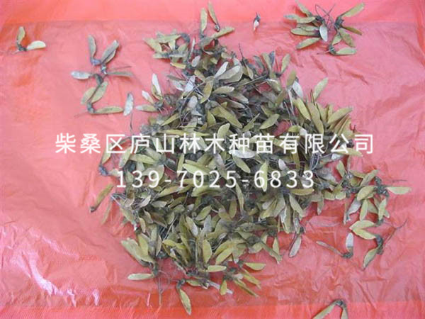 五裂槭种子