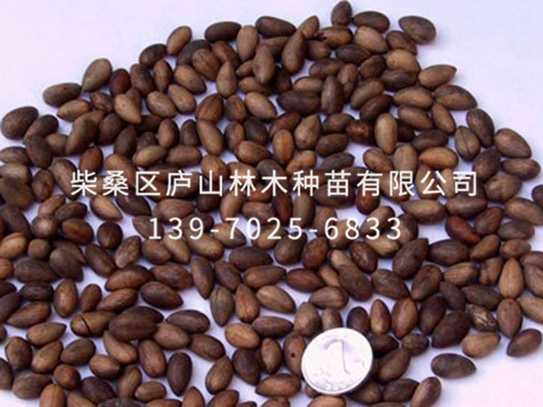 香花槐种子