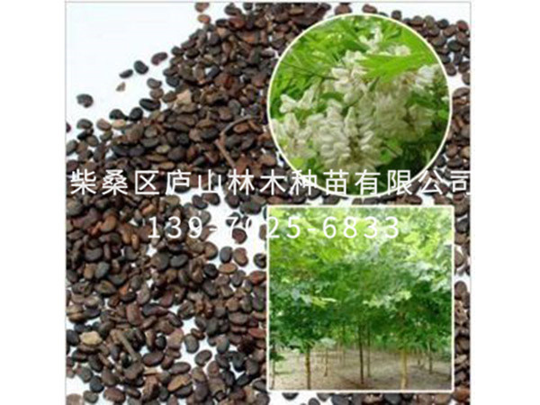 洋槐种子