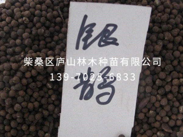 银鹊树种子
