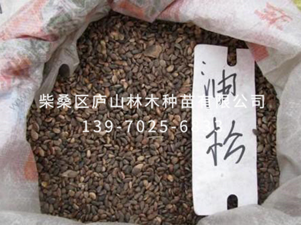 油松种子