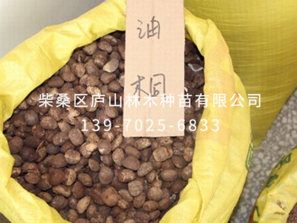 油桐种子
