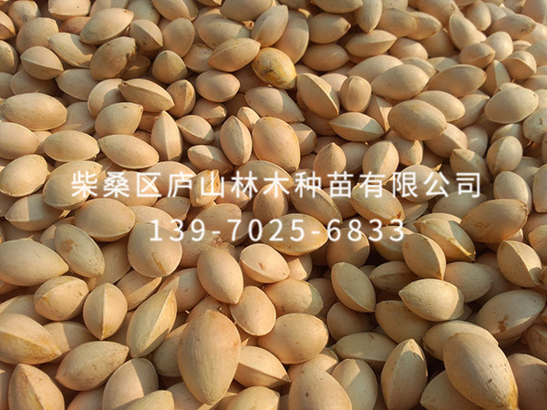 银杏种子